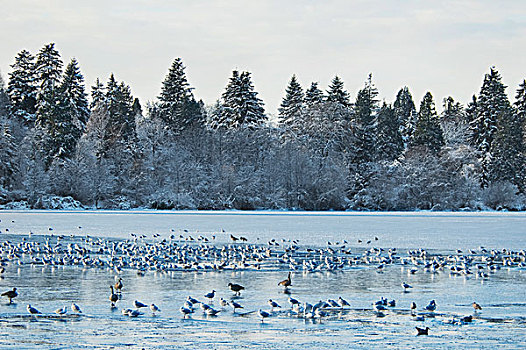 鸟,泻湖,史坦利公园,冬天,温哥华,不列颠哥伦比亚省,加拿大