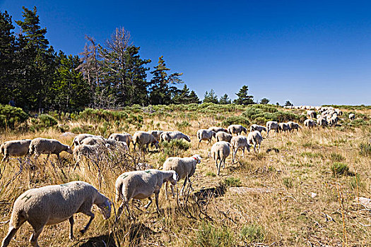 牧群,绵羊,塞文山脉,国家公园,法国,欧洲