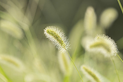 狗尾草