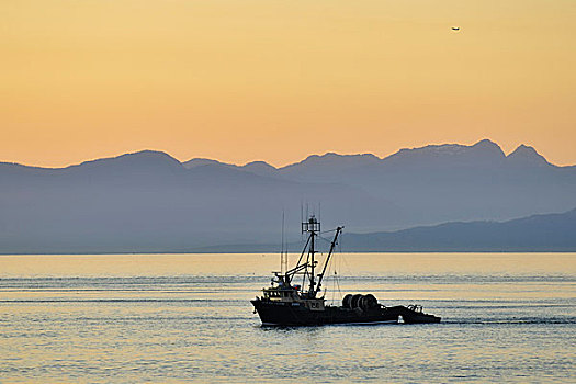 渔船,风景,日落,温哥华,渡轮