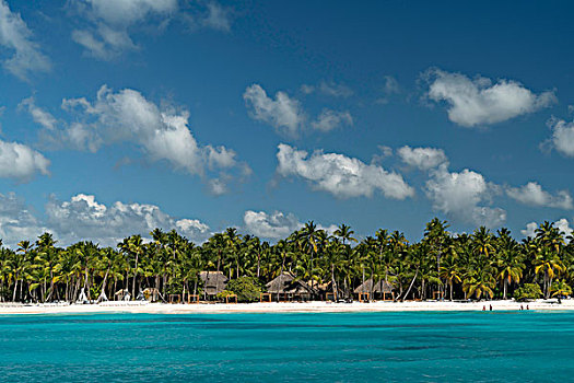 梦幻爱情海滩,沙滩,棕榈树,蓝绿色海水,公园,绍纳岛,多米尼加共和国,加勒比,北美