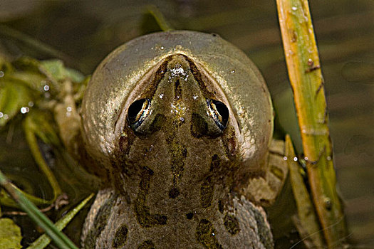 青蛙,雄性,声音,吸引,靠近,科罗拉多