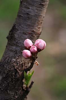 春色桃花