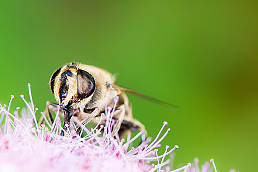 蜜蜂,绣线菊属,日本山茶,花