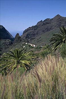 峡谷,房子,特内里费岛,加纳利群岛,西班牙
