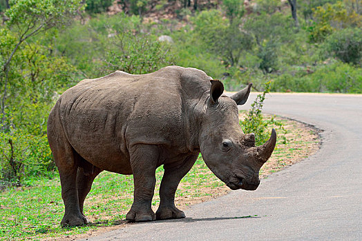 白犀牛,成年,雄性,边缘,公路,克鲁格国家公园,南非,非洲