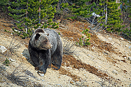大灰熊,棕熊,亚高山,树林,加拿大西部