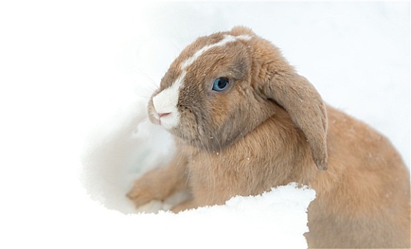 有趣,可爱,兔子,蓝眼睛,坐,雪中