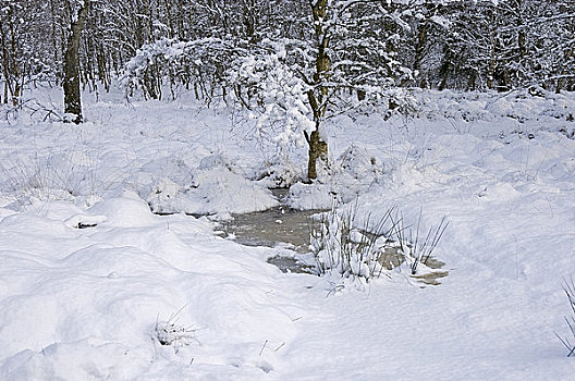 英格兰,北约克郡,普通,积雪,冬天
