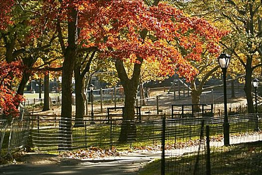 树,公园,中央公园,曼哈顿,纽约,美国