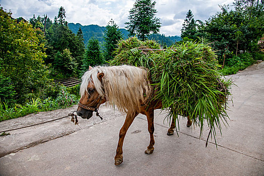 贵州丹寨县排莫村里托运牧草的马匹