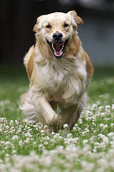 金毛猎犬,跑,三叶草,彼得伯勒,安大略省,加拿大