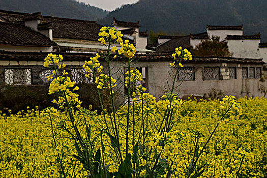 花海溢古村