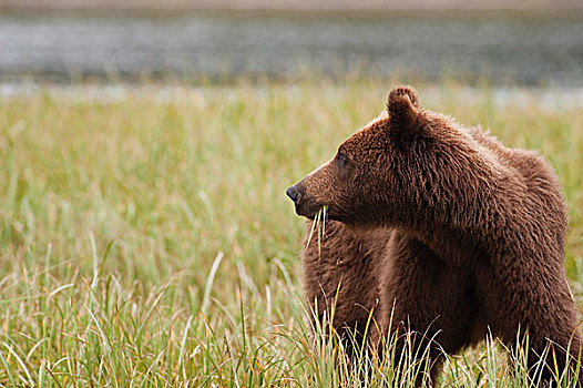 褐色,大灰熊,棕熊,吃,莎草,阿拉斯加,美国