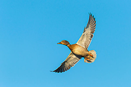 野鸭,绿头鸭,雌性,飞,蓝天,黑森州,德国,欧洲