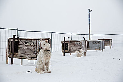 哈士奇犬,坐,围挡,斯瓦尔巴特群岛,挪威