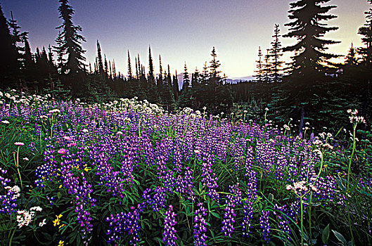 高山,野花,攀升,国家公园,不列颠哥伦比亚省,加拿大
