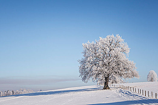 孤树,山,冰冻,冬天,冰,雪,蓝天