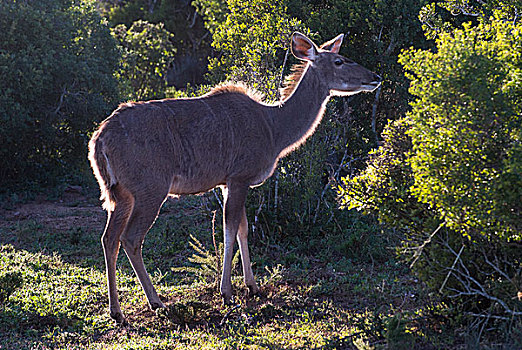 大捻角羚,雌性,阿多大象国家公园,东开普省,南非,非洲