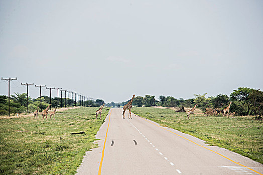 长颈鹿,途中,奥卡万戈三角洲,博茨瓦纳