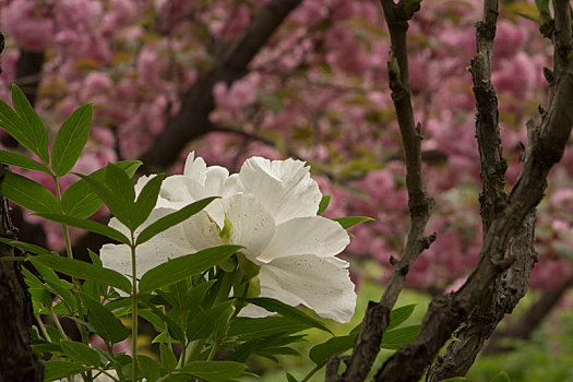 樱花树下的白牡丹