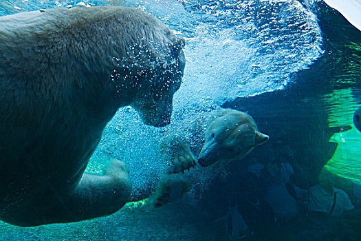 北极熊,棕熊,圣地牙哥动物园,圣地亚哥,加利福尼亚,美国