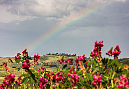红花,彩虹,绿色,山,农田,克里特岛,锡耶纳省,托斯卡纳,意大利,欧洲