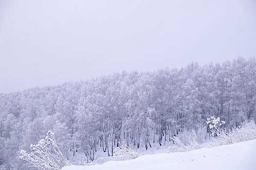 积雪,风景,树林