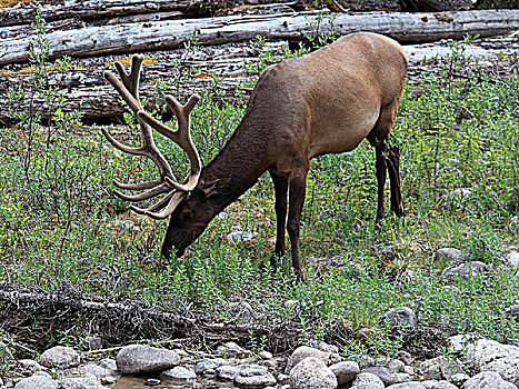 加拿大,艾伯塔省,碧玉国家公园,麋鹿,鹿属,北美马鹿