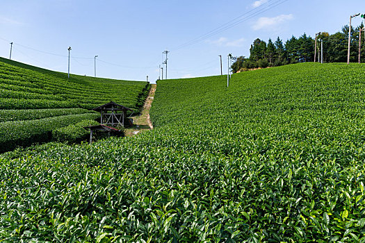 清新,茶,农场