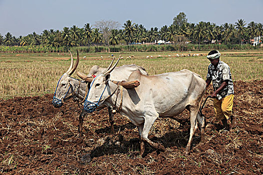 农民,耕作,地点,牛,犁,印度南部,印度,南亚,亚洲