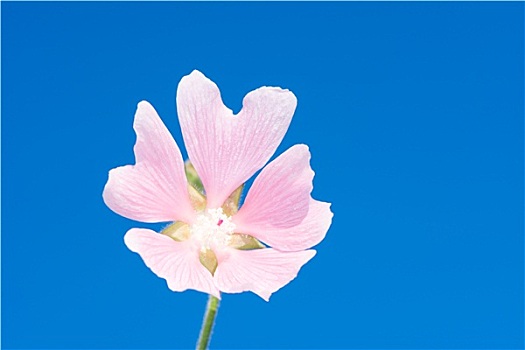 粉色,锦葵属,花