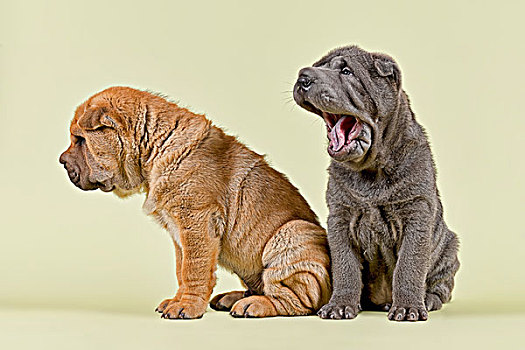 沙皮犬,狗,雄性,小狗,8周,彩色,红色,蓝色