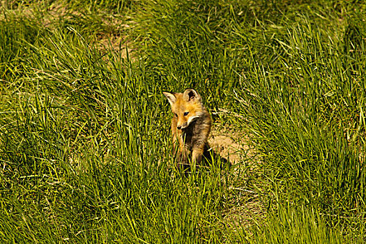 红狐,巢穴,场所,靠近,康拉德,蒙大拿,美国