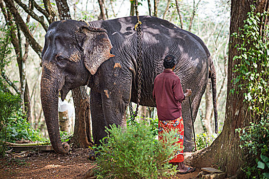 亚洲象,象属,工作,大象,引导,驱象者,喀拉拉,印度,亚洲