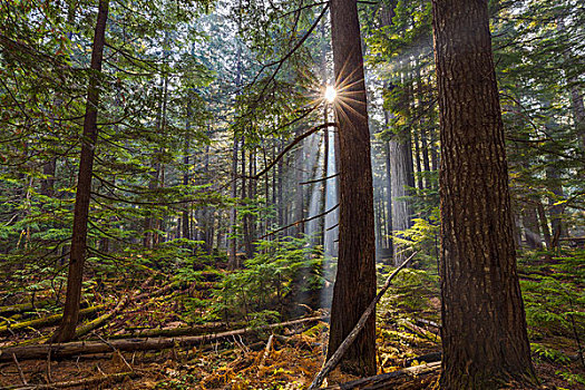 太阳光线,林中地面,雪松,小树林,国家森林,蒙大拿,美国,大幅,尺寸
