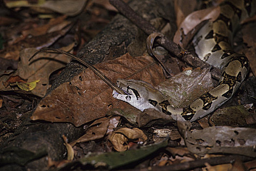 哥斯达黎加,曼纽尔安东尼奥国家公园,雨林,大蟒蛇,吃,蜥蜴