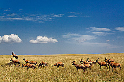 白蚁窝,马塞马拉野生动物保护区,肯尼亚