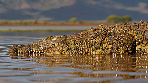尼罗鳄,休息,水中,禁猎区,南非,非洲