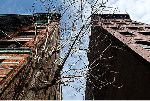 秃树,公寓楼,在家办公,纽约,美国