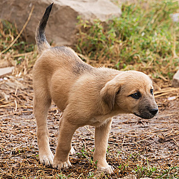 褐色,小狗,黑色,口鼻部,伸展,头部,向前,旁侧,堆,石头,看,摄影,肯尼亚