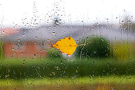 秋天,天气,黄色,桦树,叶子,湿,窗户,雨,下落,十月