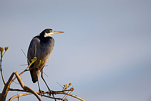 红嘴鸥,苍鹭,栖息,枝条,南卢安瓜国家公园,赞比亚,非洲
