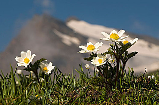 白色,高山,银莲花,大帕拉迪索国家公园,意大利,欧洲