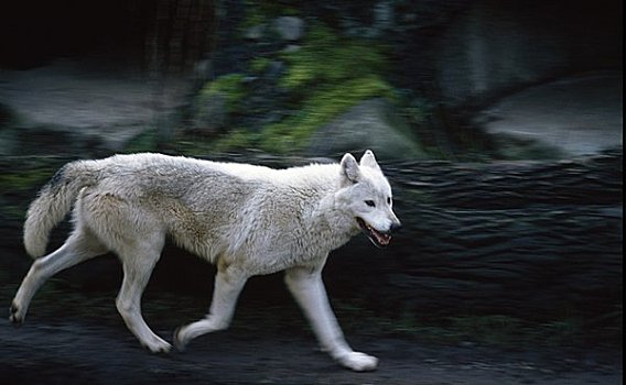 可怕的大灰狼真实照片图片