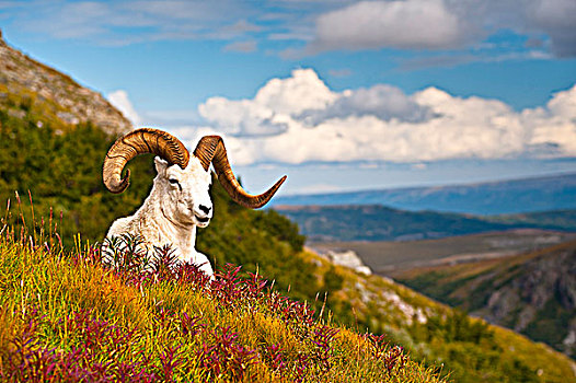 成年,野大白羊,公羊,休息,山坡,秋天,苔原,靠近,凶猛,河谷,德纳利国家公园和自然保护区,室内,阿拉斯加