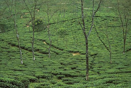 茶园,灌木丛,轮廓,山坡,大吉岭,印度