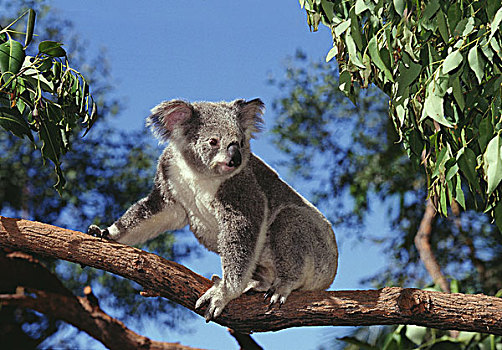 树袋熊,枝头,澳大利亚