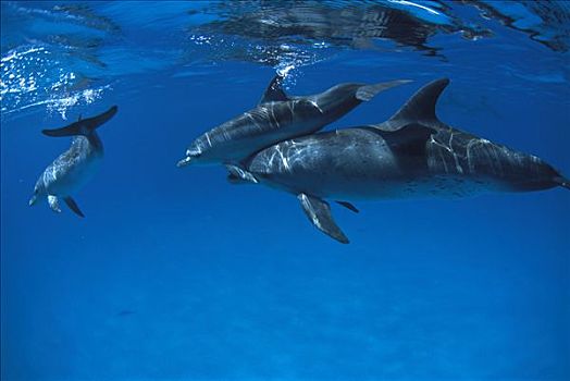 大西洋点斑原海豚,花斑原海豚,母亲,幼兽,巴哈马,加勒比海