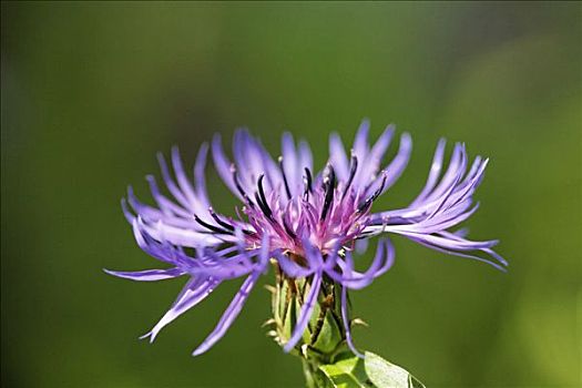 矢车菊,蒙大拿